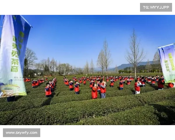 2020年武夷山茶叶比赛